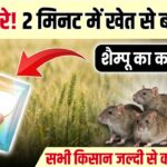 Rat Problem Solution Guide