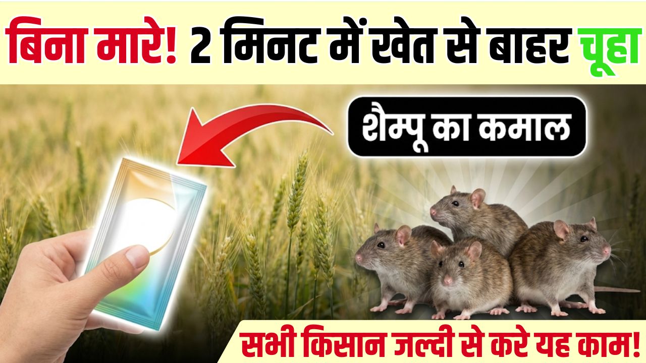 Rat Problem Solution Guide